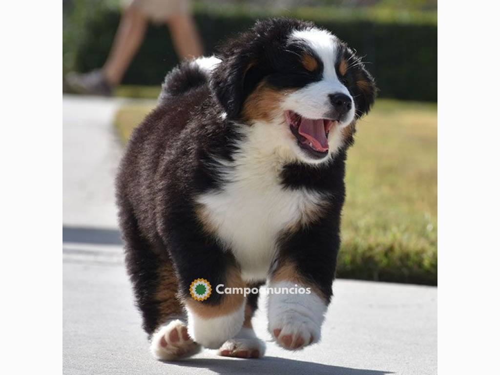 Regalo Cachorros de Boyero De Berna para en Huesca