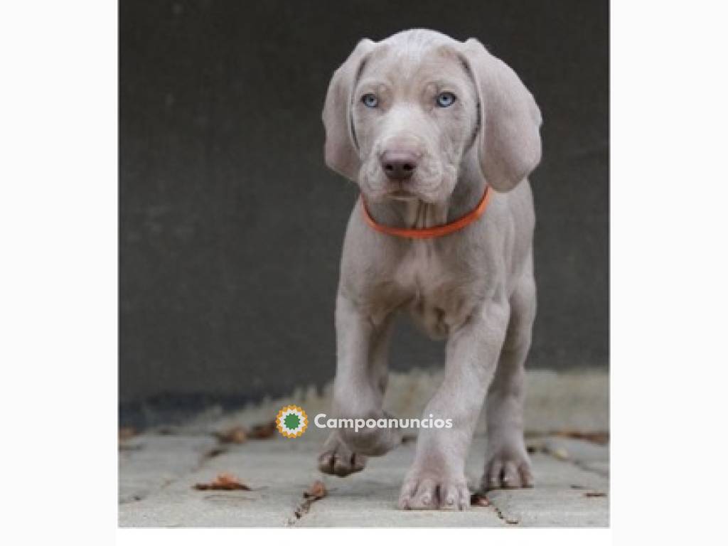 Regalo Cachorros de Braco para adopcion en Huesca