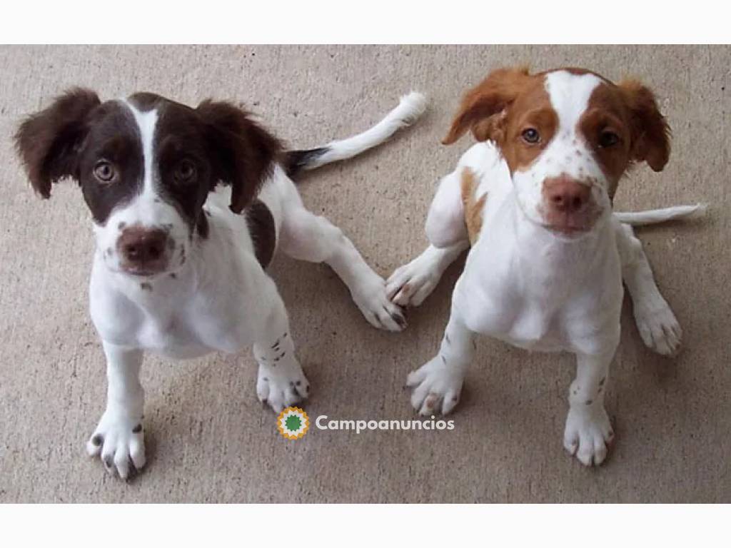 Regalo Cachorros de Bretón para adopcion en Toledo