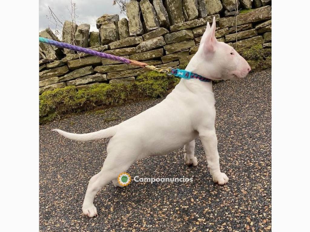 Regalo Cachorros de bull terrier en Ourense