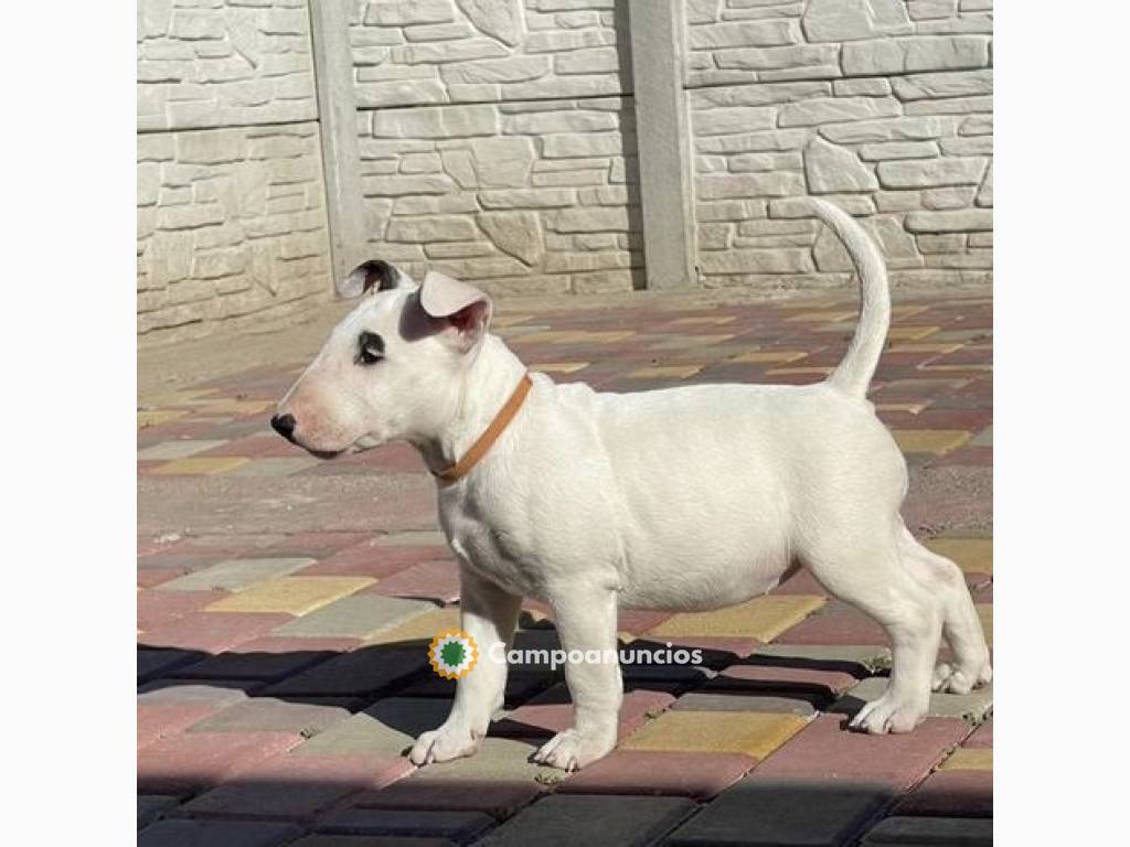 Regalo Cachorros de bull terrier en Toledo