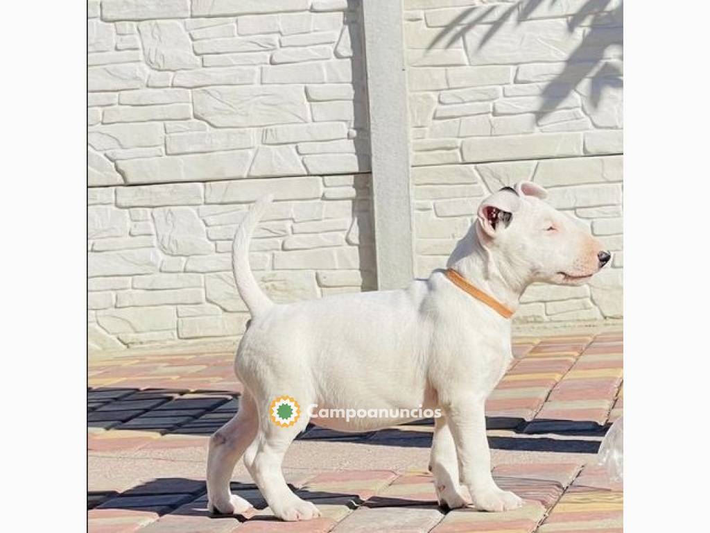 Regalo Cachorros de bull terrier en Tenerife