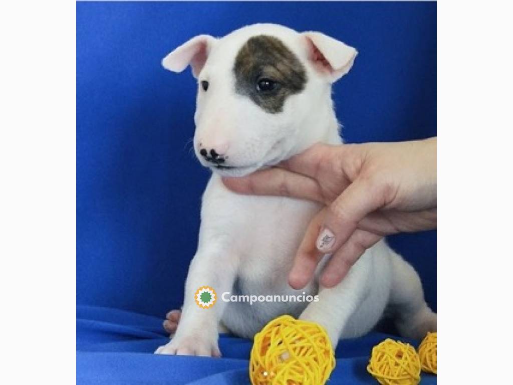 Regalo Cachorros de  BULL TERRIER lista. en Huesca