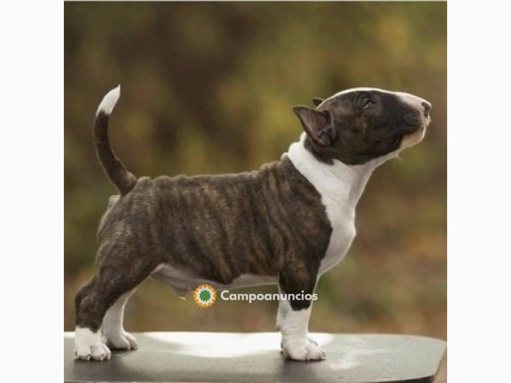 Regalo Cachorros de  BULL TERRIER lista. en Tenerife