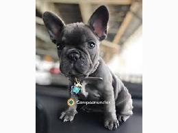 Regalo Cachorros de Bulldog Francé