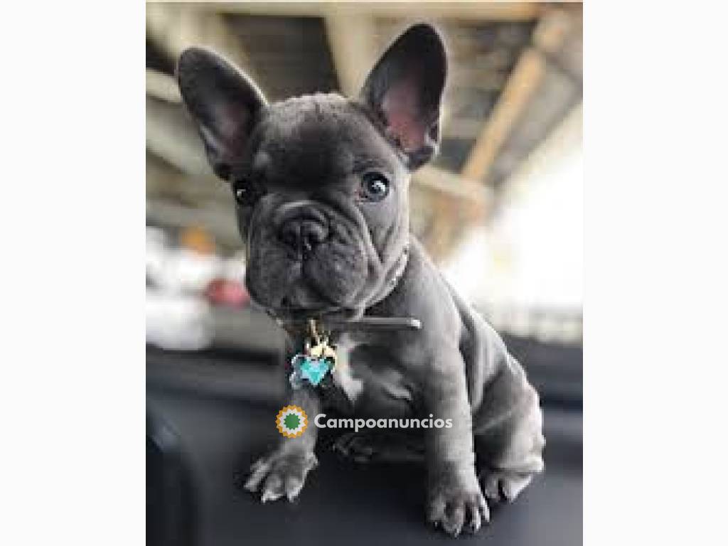 Regalo Cachorros de Bulldog Francé en Asturias