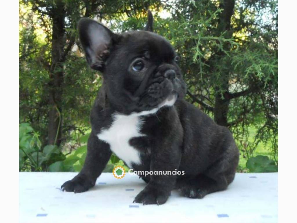 Regalo cachorros de bulldog francés en Toledo