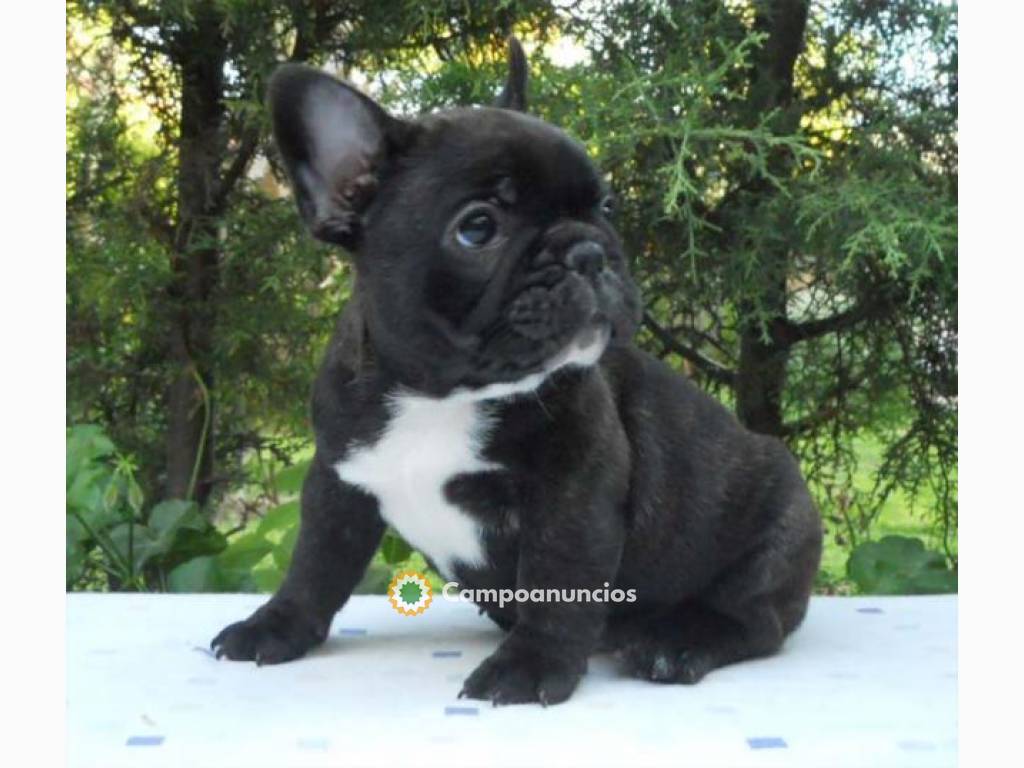 Regalo cachorros de bulldog francés en Huesca