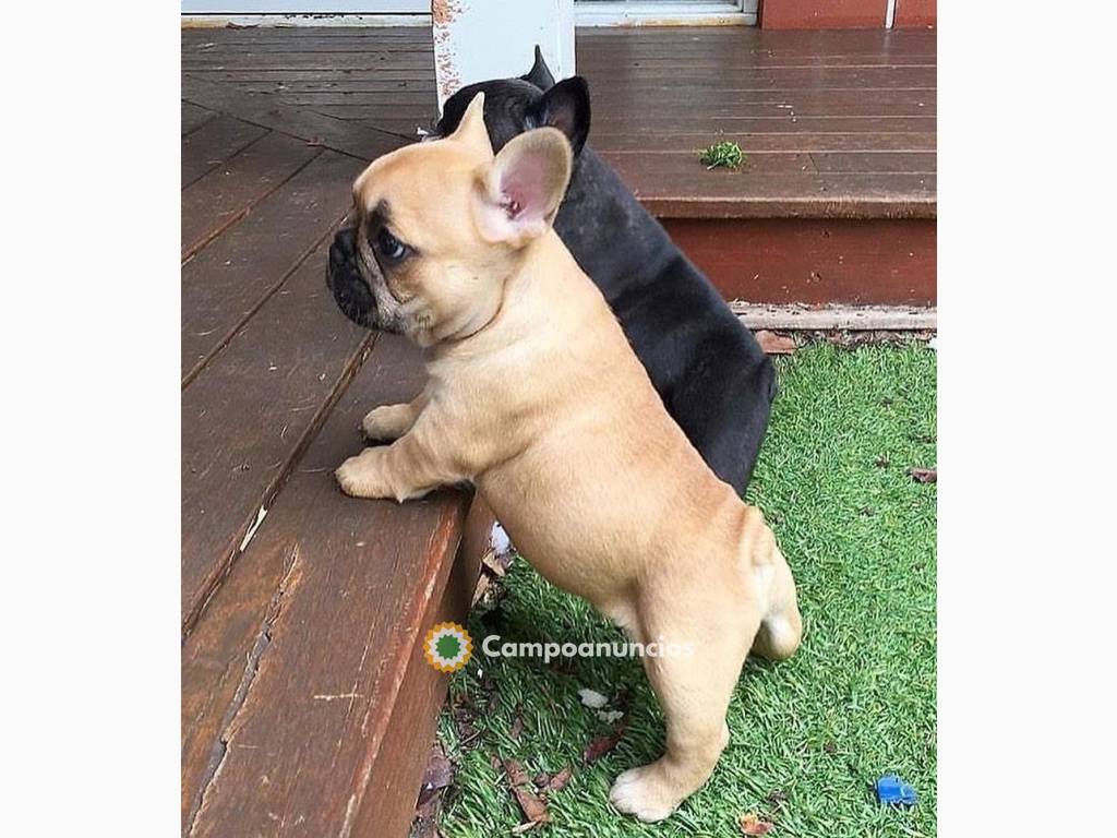 Regalo Cachorros de Bulldog Francés en Córdoba