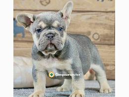 Regalo Cachorros de Bulldog Francés