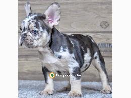 Regalo Cachorros de Bulldog Francés