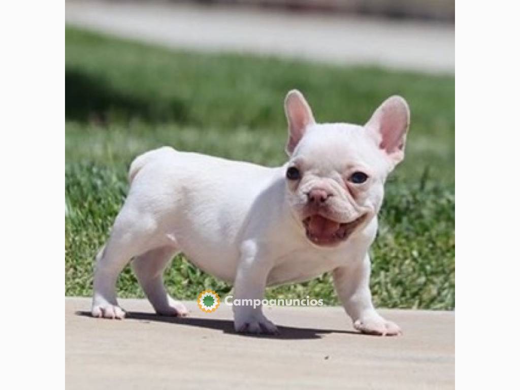 Regalo cachorros de Bulldog francés para en Toledo