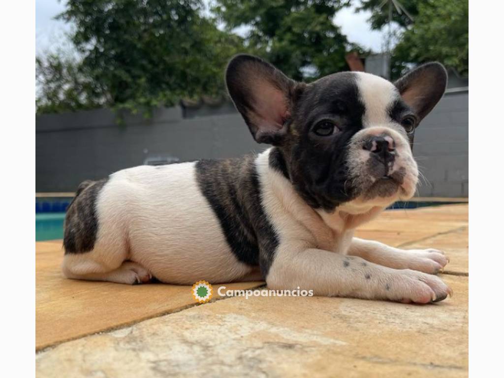 Regalo cachorros de Bulldog francés para en Huesca