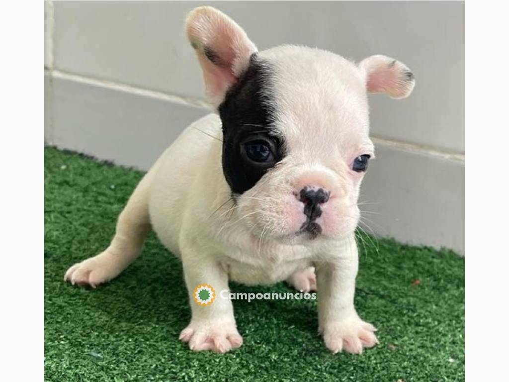 Regalo cachorros de Bulldog francés para en Ourense