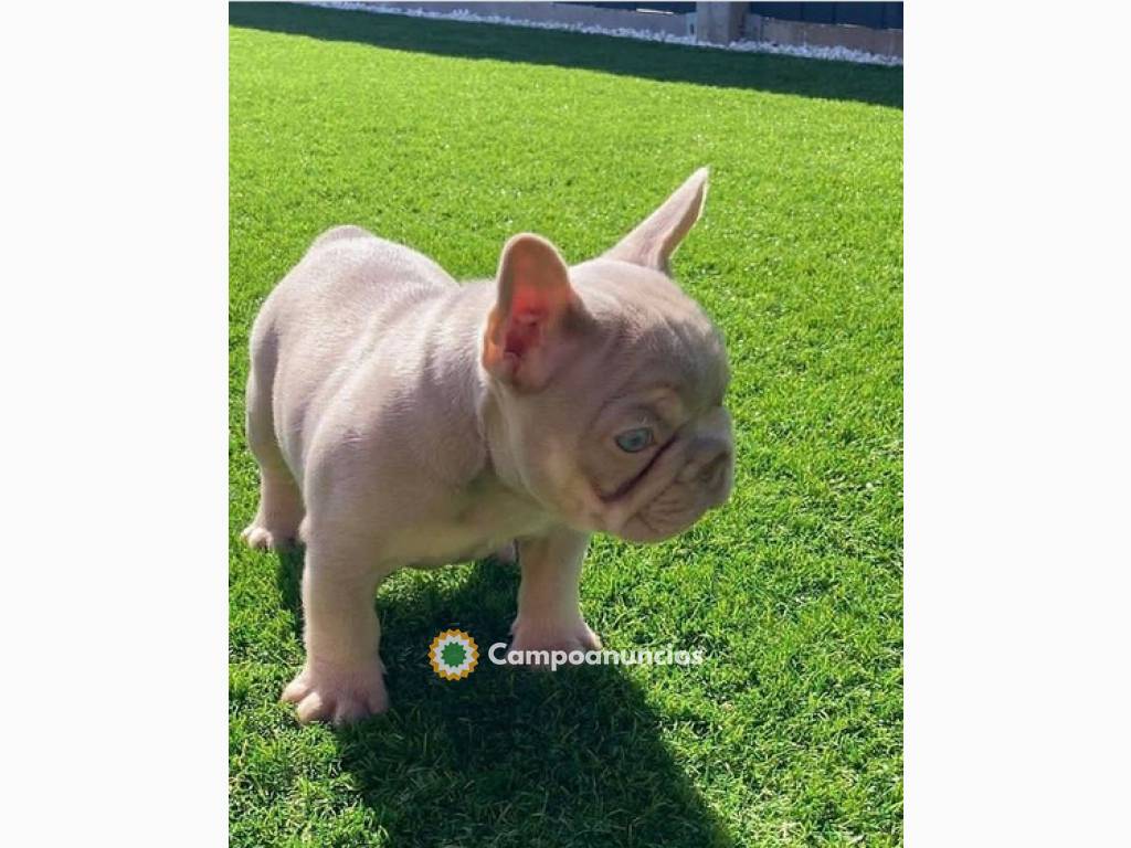 Regalo cachorros de Bulldog francés para en Tenerife