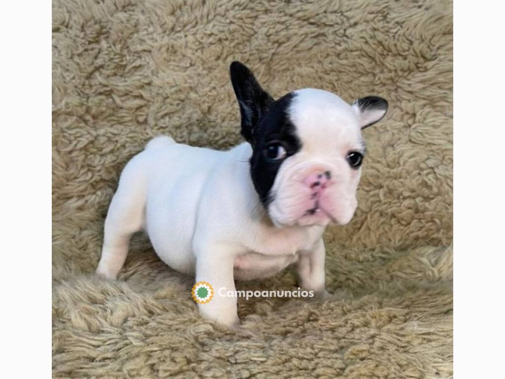 Regalo cachorros de Bulldog francés para en Toledo