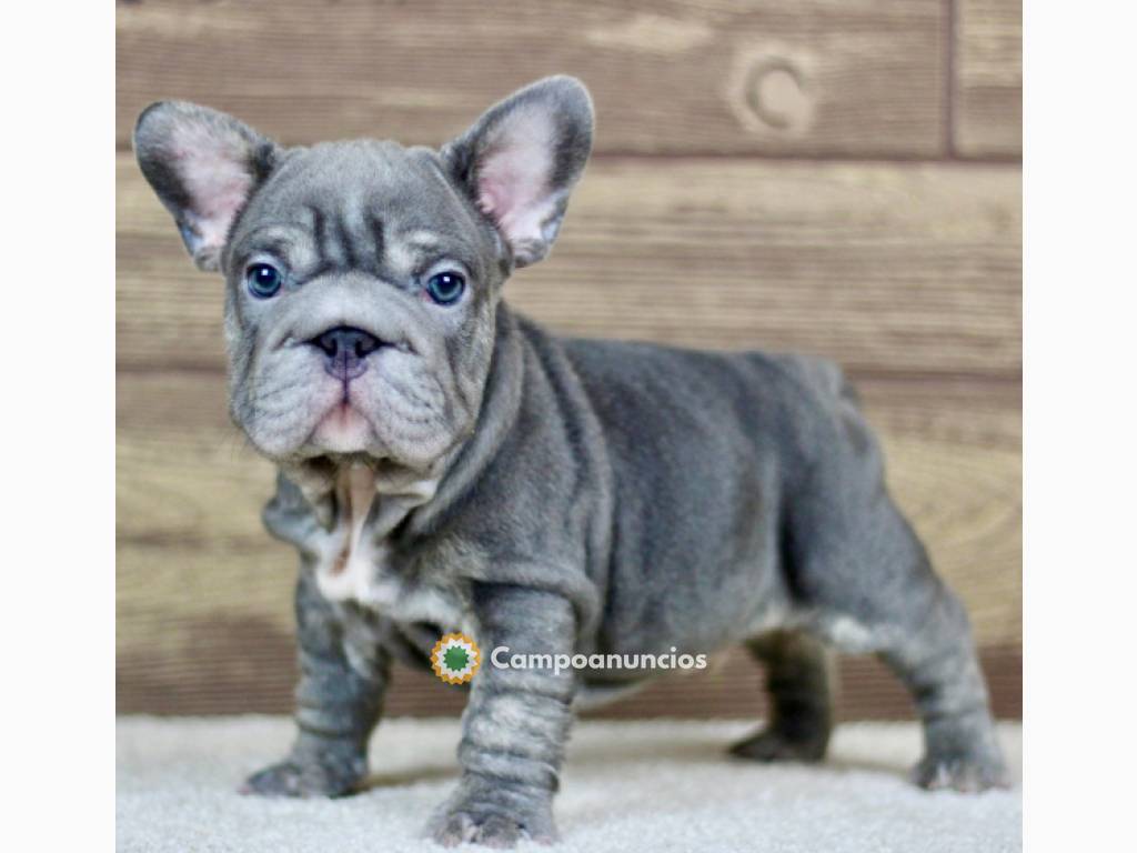 Regalo cachorros de Bulldog francés para en Toledo