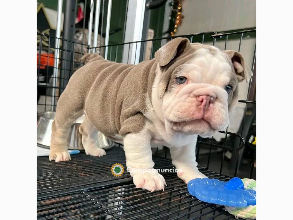 Regalo Cachorros de BULLDOG INGLÉS en ad en Huesca