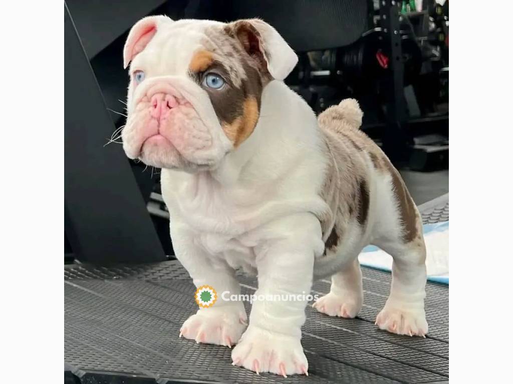 Regalo Cachorros de BULLDOG INGLÉS en ad en Toledo