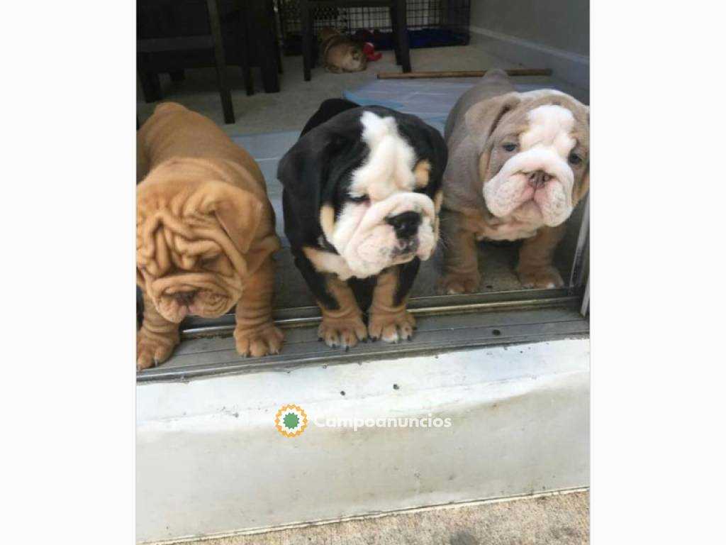 Regalo cachorros de Bulldog Ingles listo en Ourense