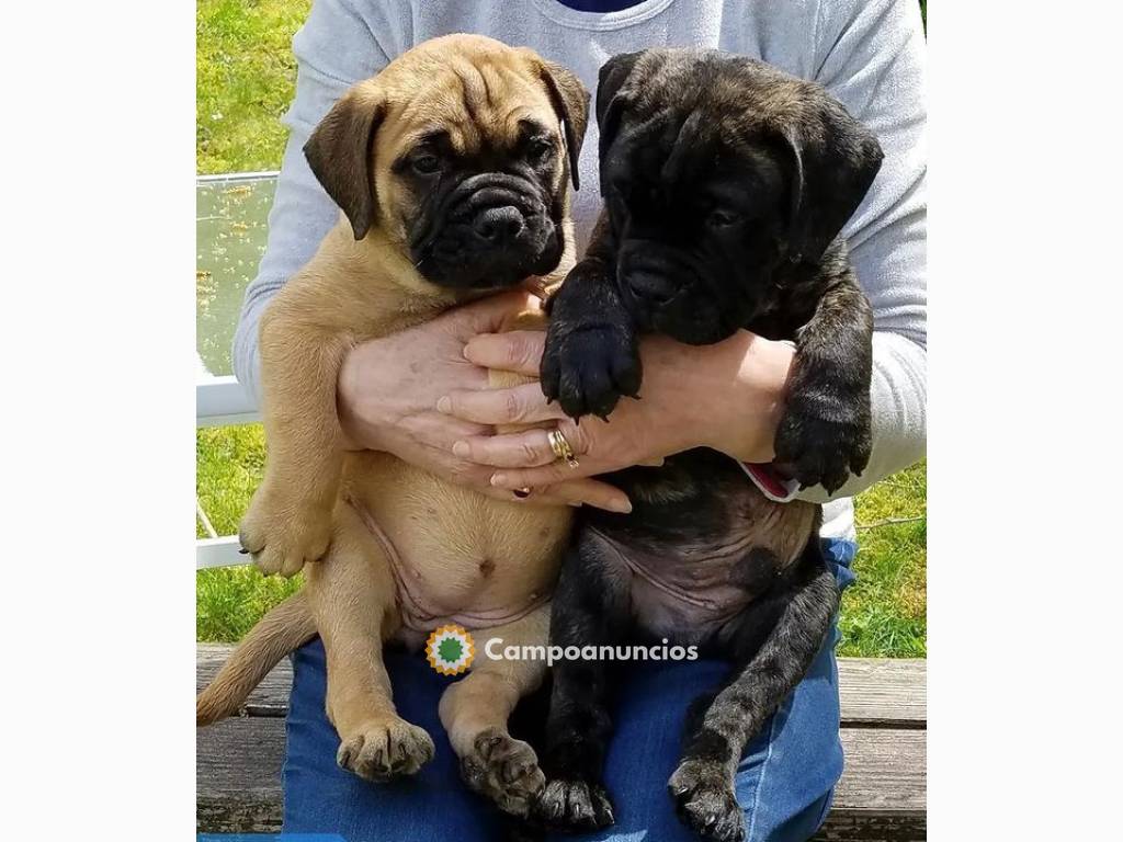 Regalo cachorros de Bullmastiff en adopt en Huesca