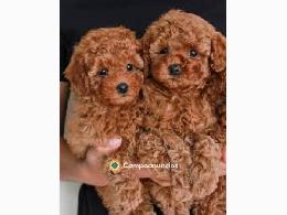 Regalo Cachorros de Caniche