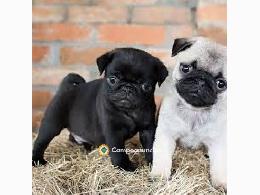 Regalo cachorros de Carlino en adopcion