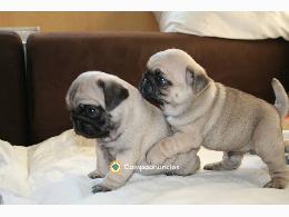 Regalo cachorros de Carlino en adopcion