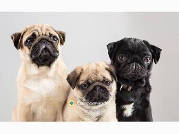 Regalo cachorros de Carlino en adopcion