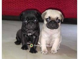 Regalo cachorros de Carlino en adopcion