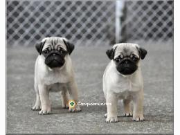 Regalo cachorros de Carlino en adopcion