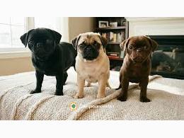 Regalo cachorros de Carlino en adopcion