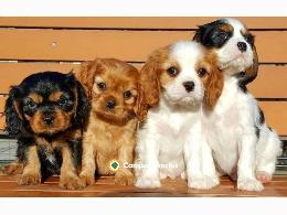 Regalo cachorros de Cavalier King Charle
