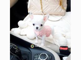 REGALO CACHORROS DE CHIHUAHUA DE MINI TO