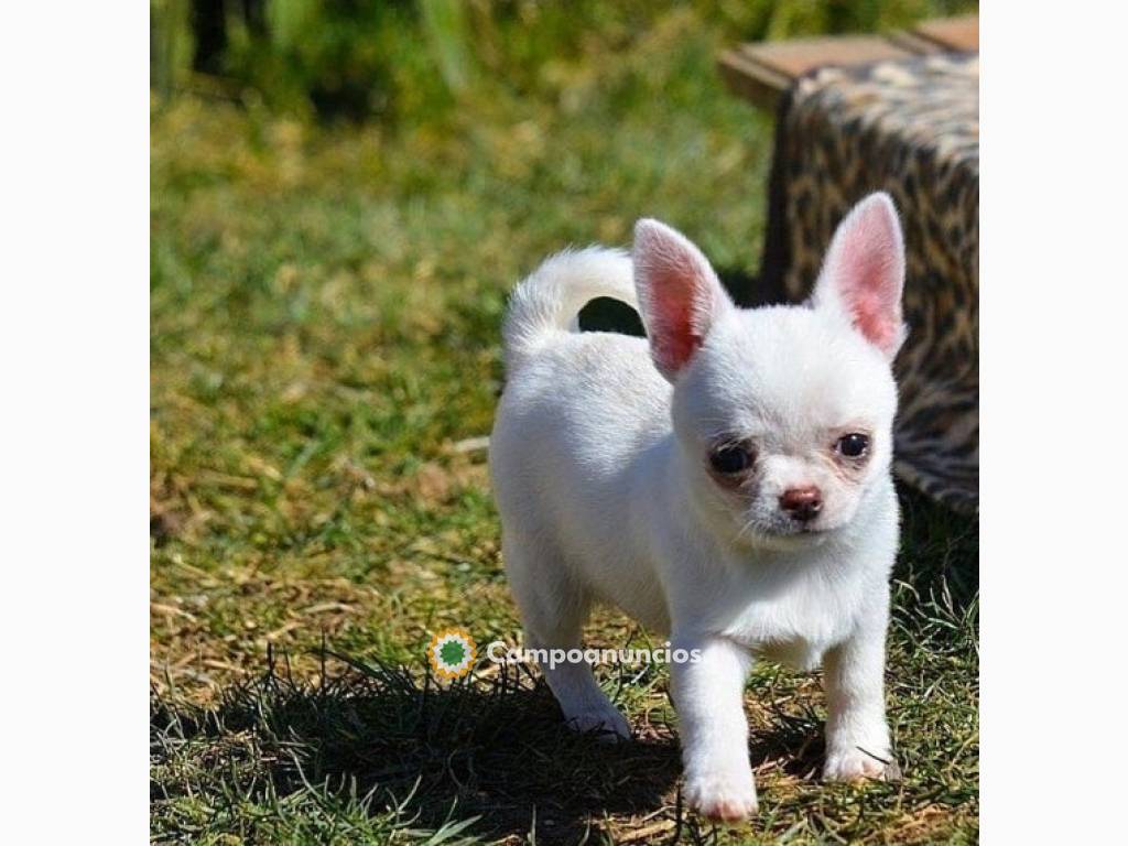 Regalo Cachorros de Chihuahua mini en Tenerife