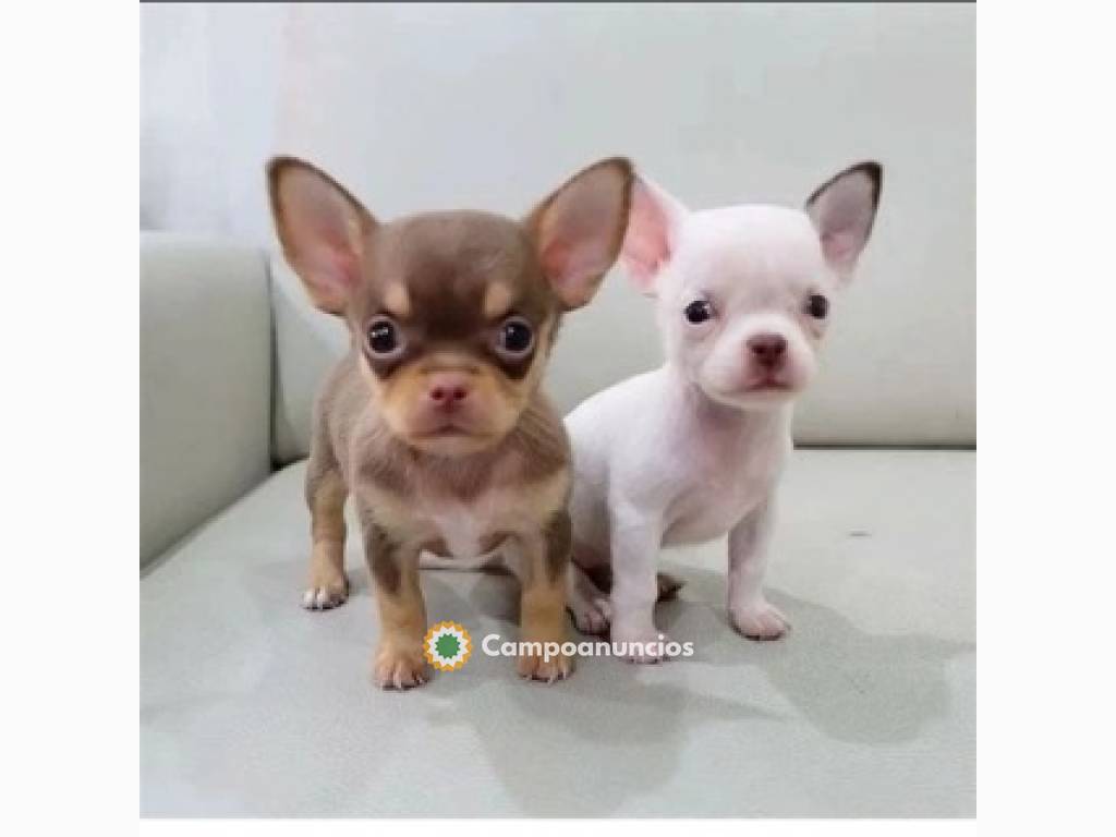 Regalo Cachorros de Chihuahua mini toy en Toledo