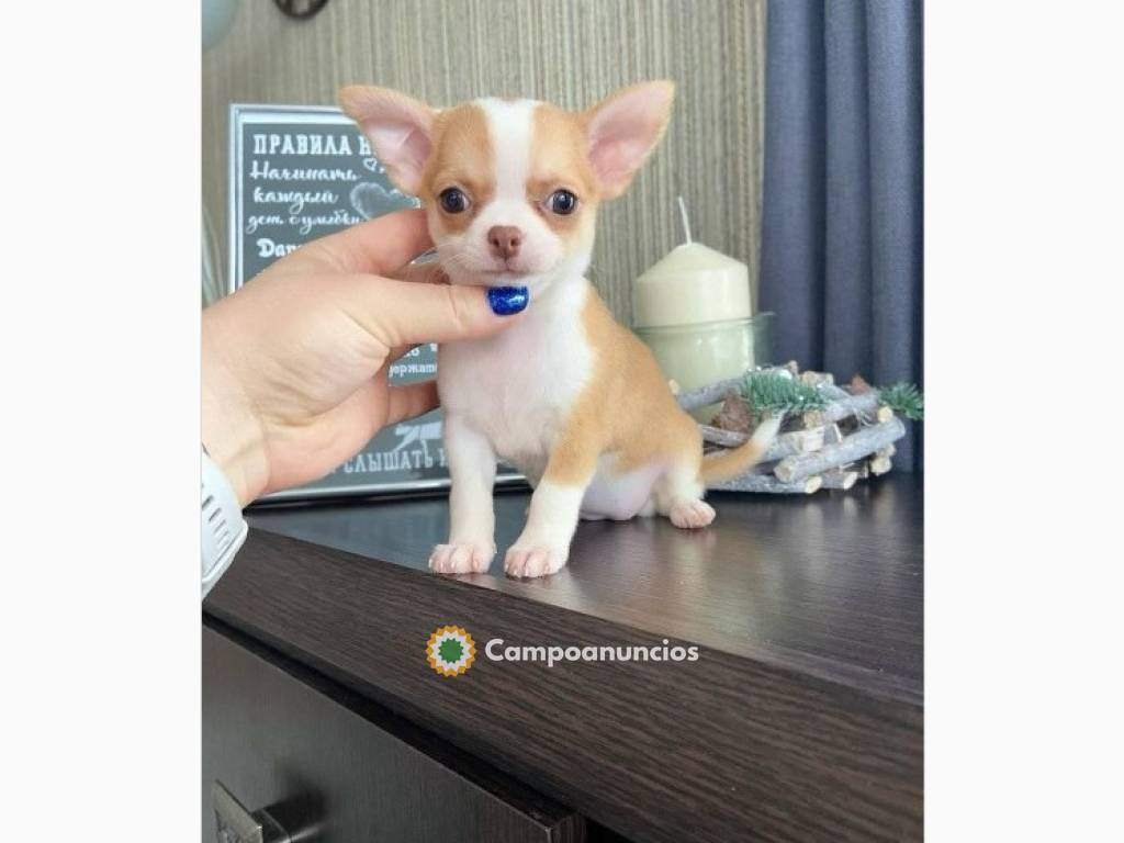 Regalo cachorros de chihuahua para adopc en Toledo