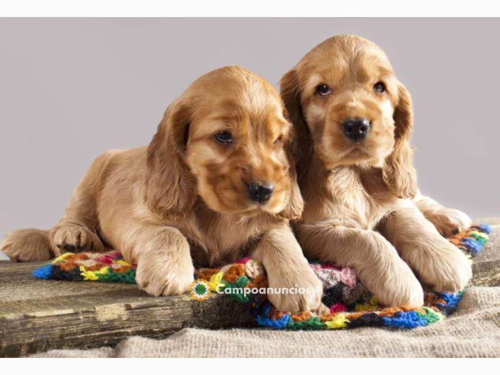 Regalo Cachorros de cocker spaniel para en Huesca