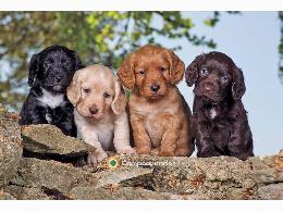 Regalo Cachorros de cocker spaniel para