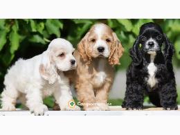 Regalo Cachorros de cocker spaniel para
