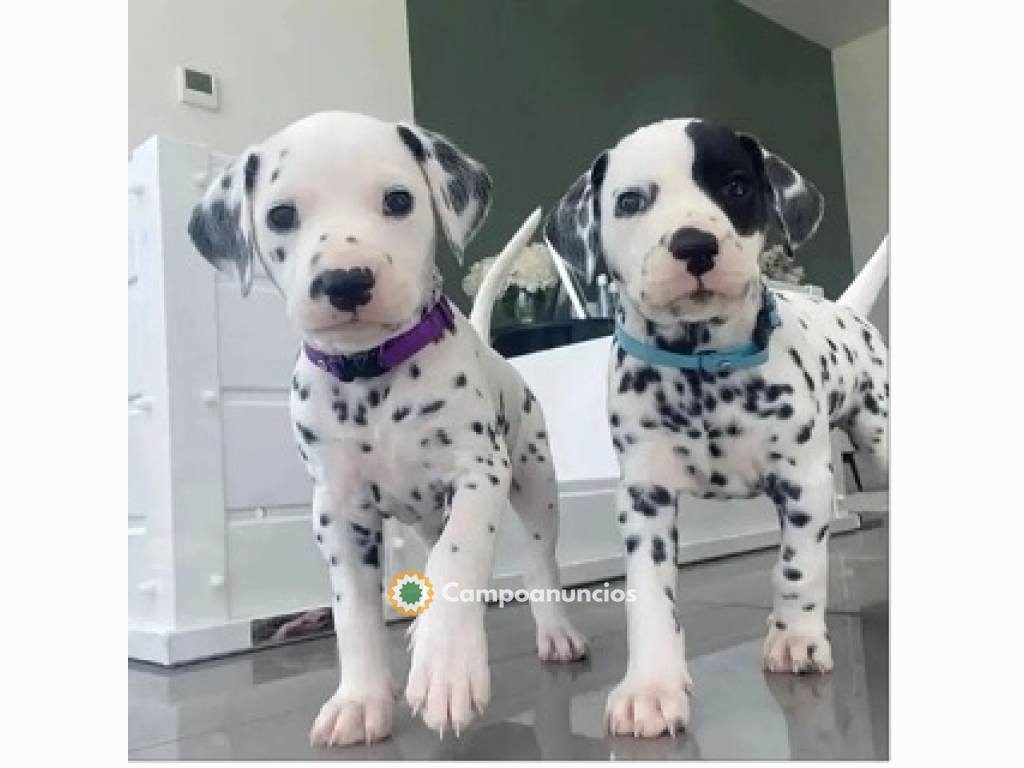 Regalo Cachorros de Dalmata para adopcio en Huesca