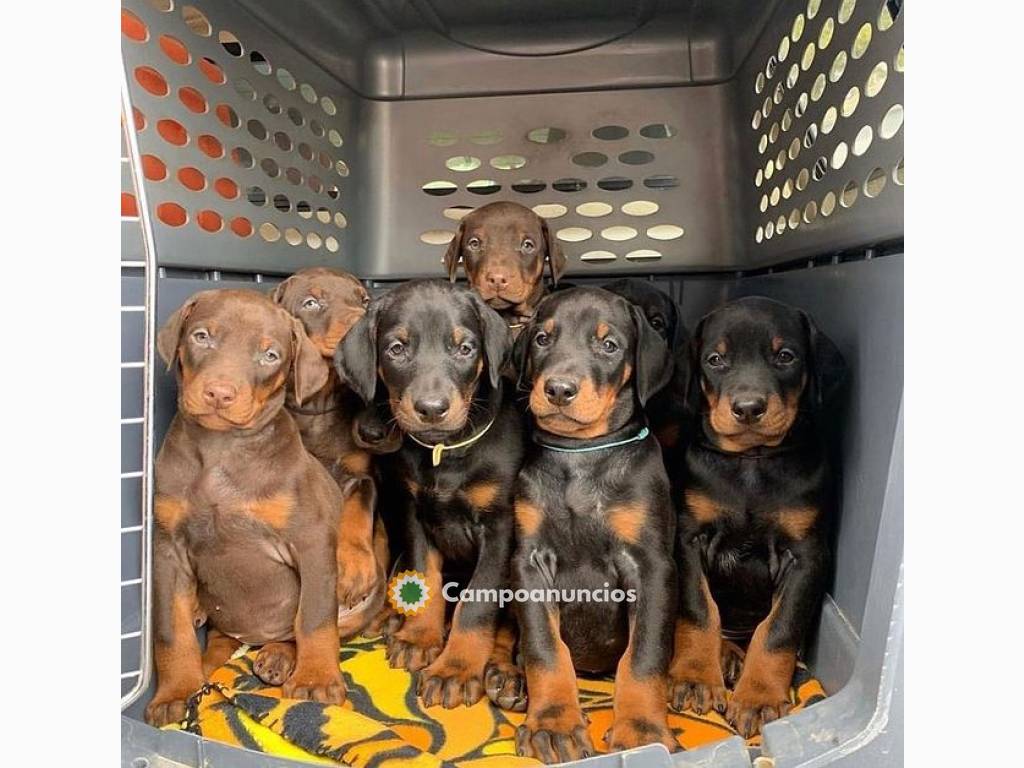 Regalo Cachorros de Doberman para adopci en Huesca