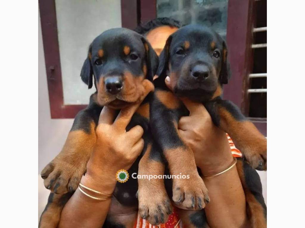 Regalo Cachorros de Doberman para adopci en Ourense