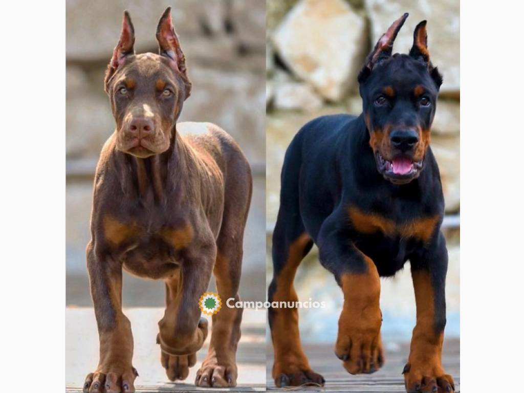 Regalo cachorros de Doberman para adopci en Ourense