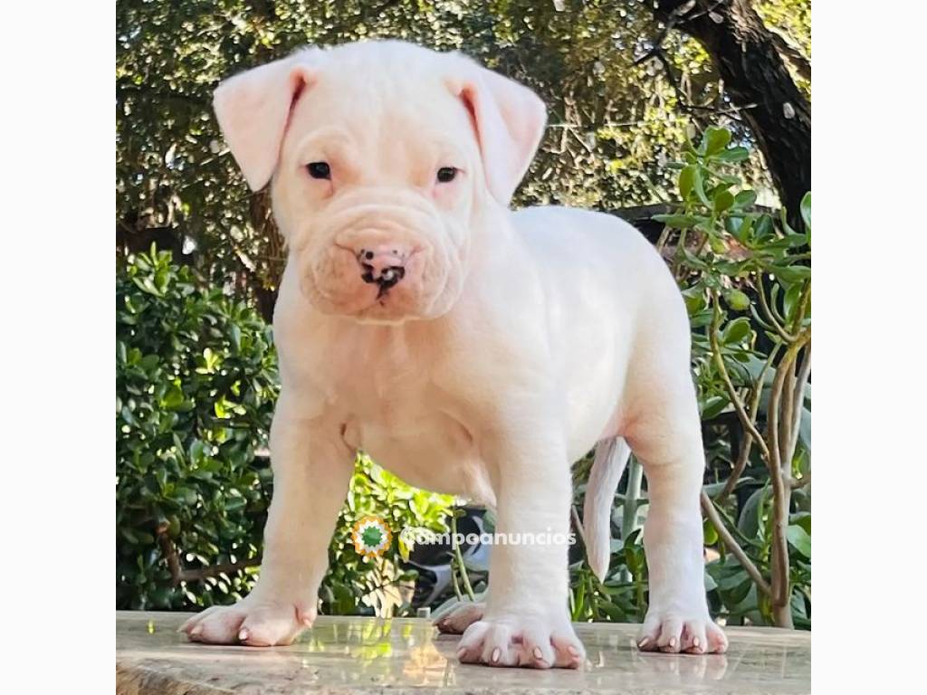 Regalo Cachorros de Dogo Argentino para en Huesca