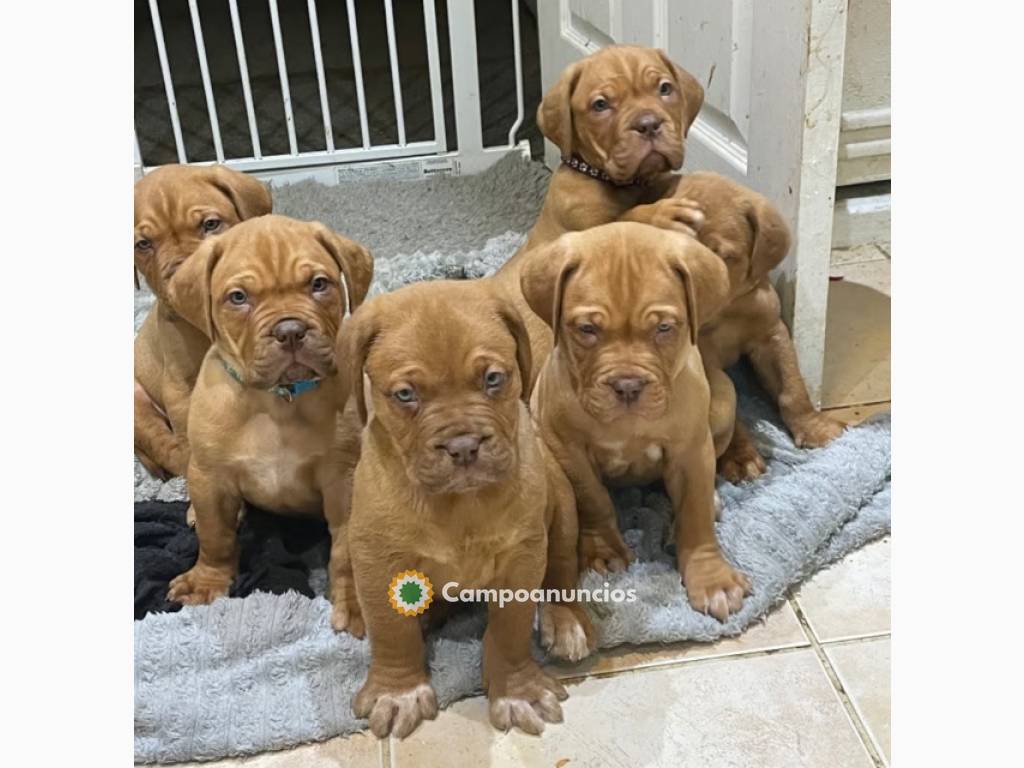 Regalo Cachorros de Dogo Burdeos para ad en Toledo