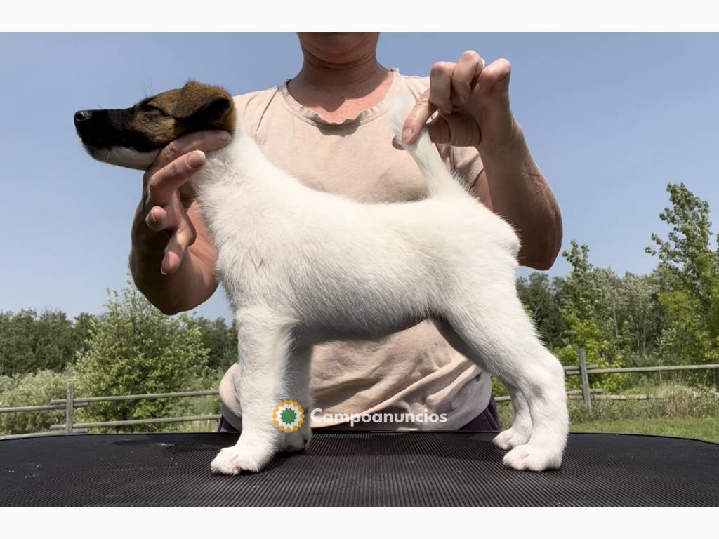 Regalo Cachorros de Fox Terrier lista en Huesca