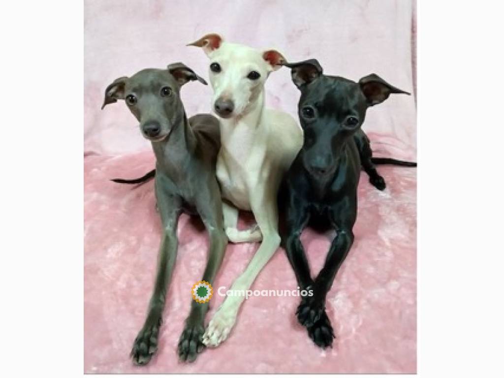 Regalo Cachorros de Galgos para adopcion en Huesca