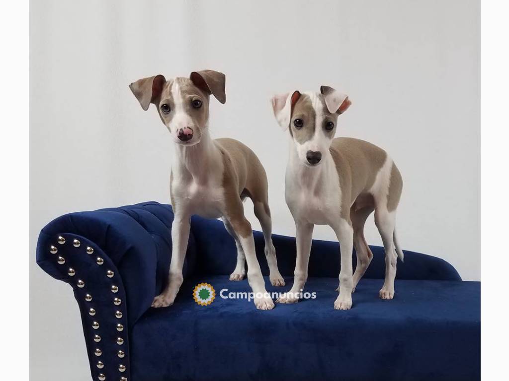 Regalo Cachorros de Galgos para adopcion en Toledo