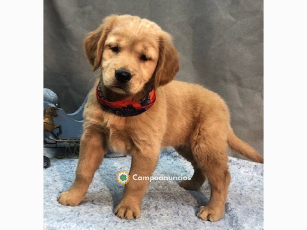 Regalo Cachorros de GOLDEN RETRIEVER en Toledo